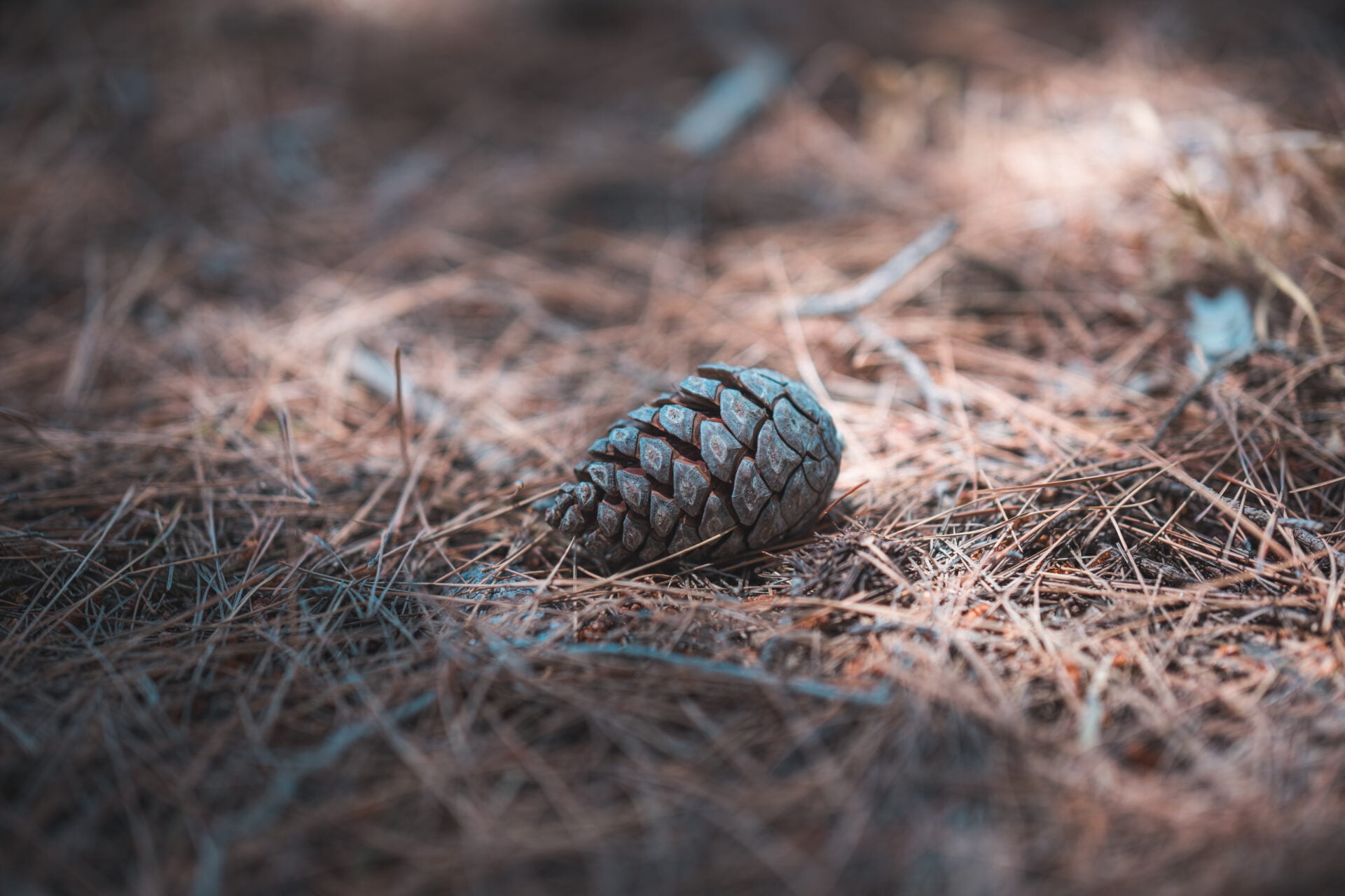 Close-up of a solitary pine cone lying amidst dry pine needles, highlighted by a soft play of light and shadow, encapsulating the intricate beauty of forest details.