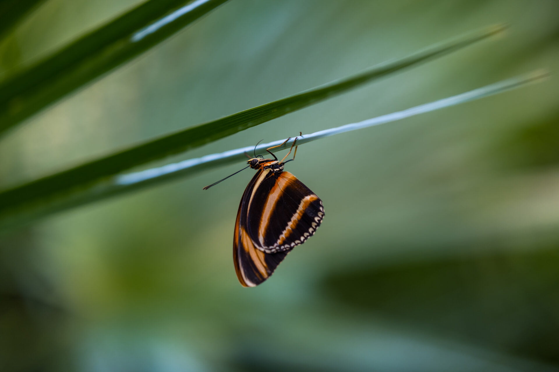 2023-09-07-142111 - Milan Ivanovic Photography Here's a butterfly, its wings a striking contrast of orange and black, delicately clinging to a blade of grass. Nature's elegance, captured.
