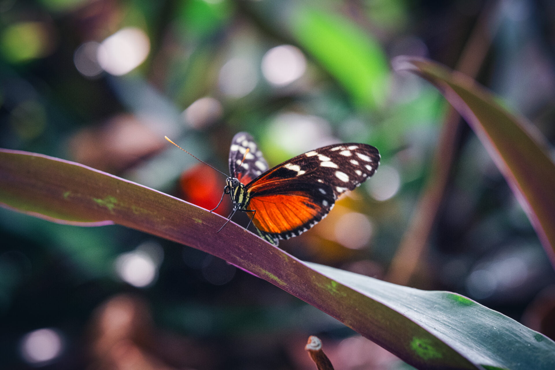 2023-09-08-154430-2 - Milan Ivanovic Photography Vivid orange and black patterns grace the wings of this butterfly, a dash of wild art against the muted browns and greens of its perch.