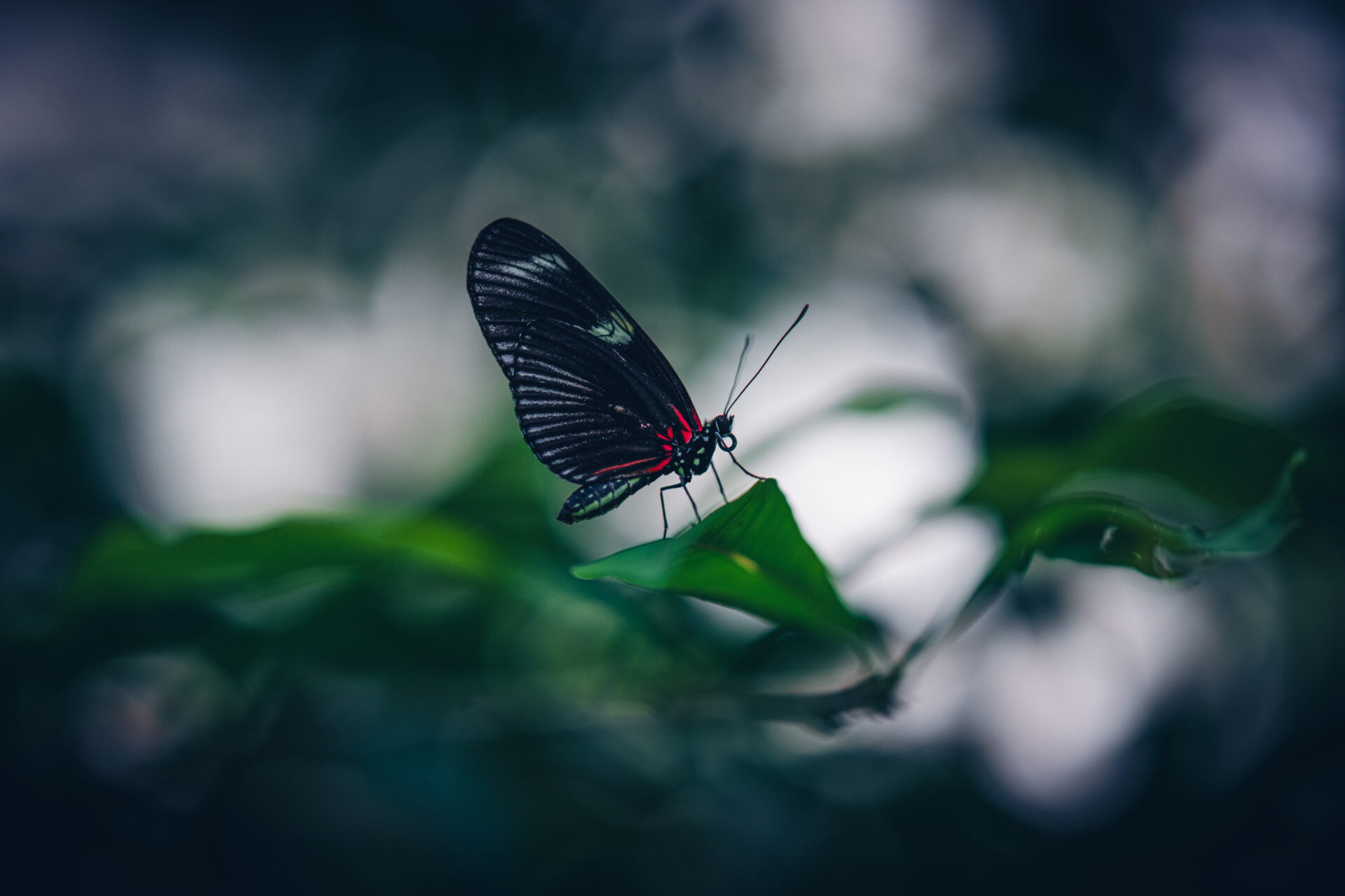 2023-09-08-155237 - Milan Ivanovic Photography A butterfly, with wings like black silk accented with striking red, perches delicately on a green leaf, a study in natural contrasts.