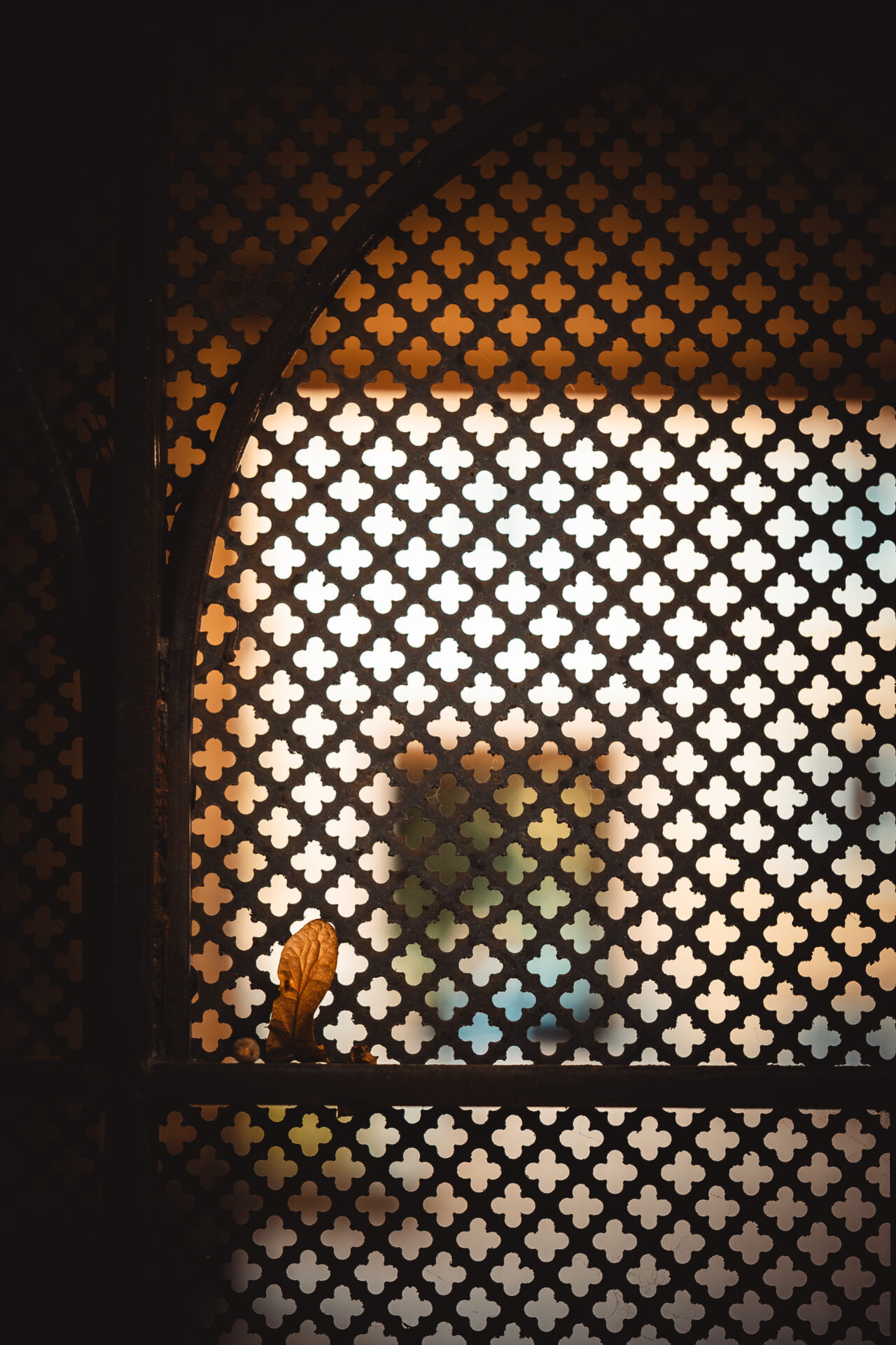2023 09 14 - 155013 - Milan Ivanovic Photography A lone leaf caught against an ornate screen with a clover pattern, backlit with a warm, diffuse light.