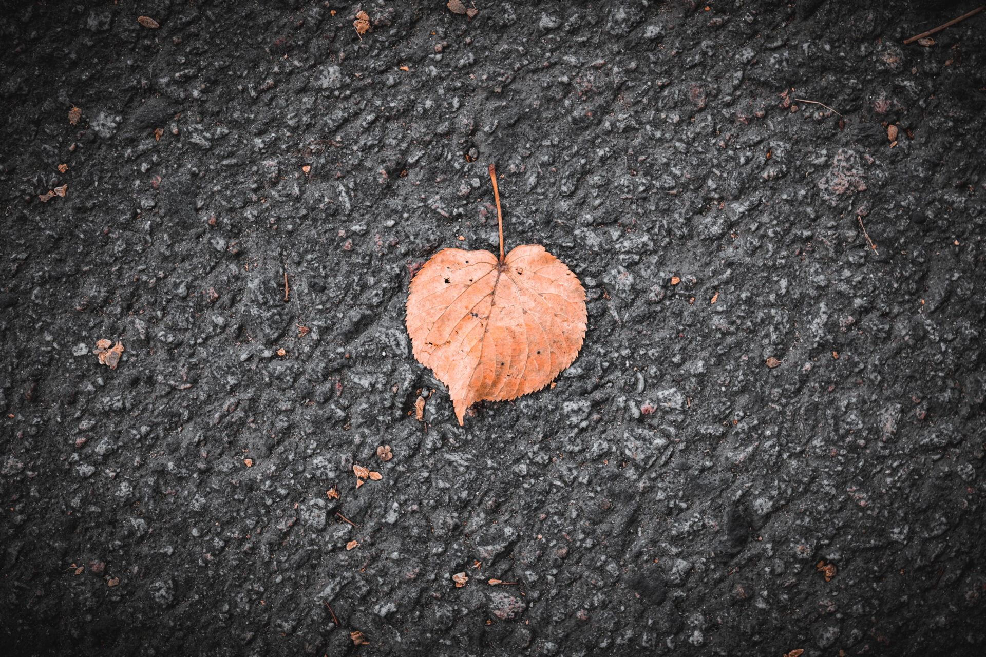 2023 09 14 - 155229 - Milan Ivanovic Photography A single, dried leaf resting on a textured asphalt surface, contrasting with the grey background.